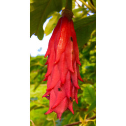 MAGNOLIA SIEBOLDA Magnolia sieboldii