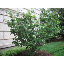 MAGNOLIA SIEBOLDA Magnolia sieboldii