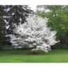 DEREŃ KWIECISTY Cornus florida