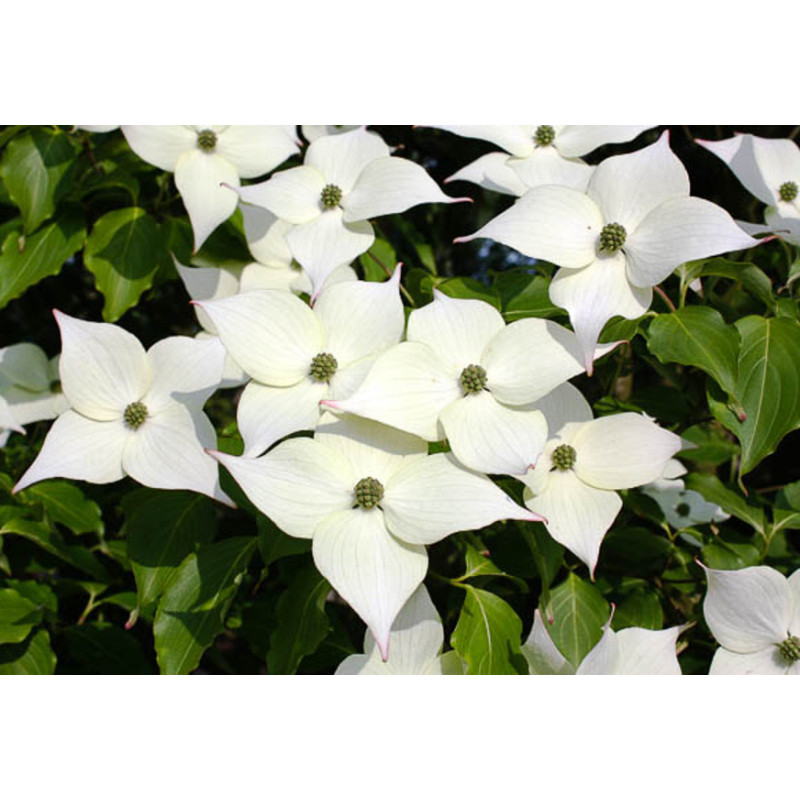 DEREŃ KAUSA CHINSKI Cornus kausa chinensis