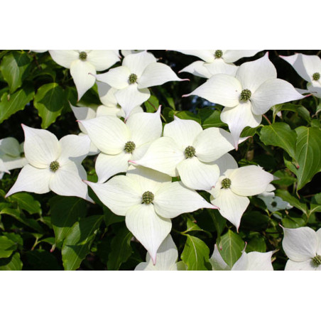 DEREŃ KAUSA CHINSKI Cornus kausa chinensis