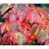 DEREŃ KAUSA CHINSKI Cornus kausa chinensis
