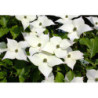 DEREŃ KAUSA CHINSKI Cornus kausa chinensis