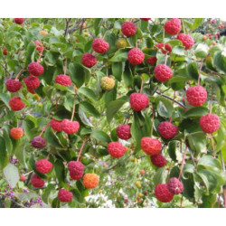 DEREŃ KAUSA CHINSKI Cornus kausa chinensis