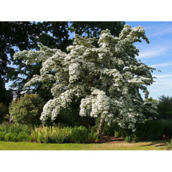 DEREŃ KAUSA CHINSKI Cornus kausa chinensis