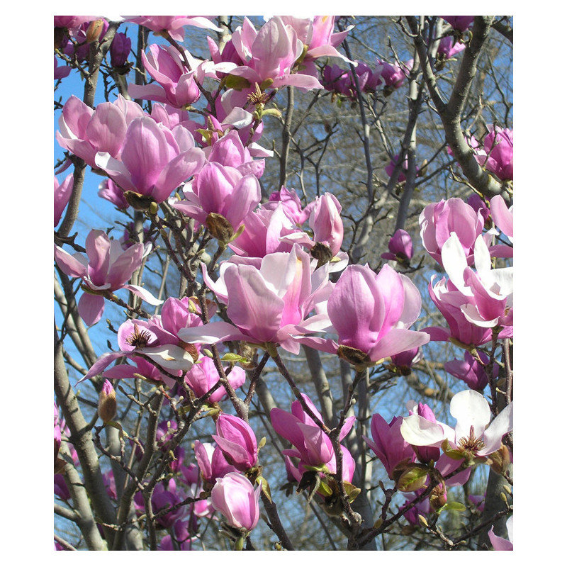 MAGNOLIA POŚREDNIA Magnolia soulangeana