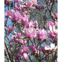 MAGNOLIA POŚREDNIA Magnolia soulangeana