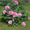 PEONIA DRZEWIASTA Paeonia suffruticosa
