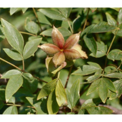 PEONIA DRZEWIASTA Paeonia suffruticosa