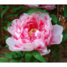 PEONIA DRZEWIASTA Paeonia suffruticosa