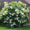 KALINA KANADYJSKA Viburnum lentago