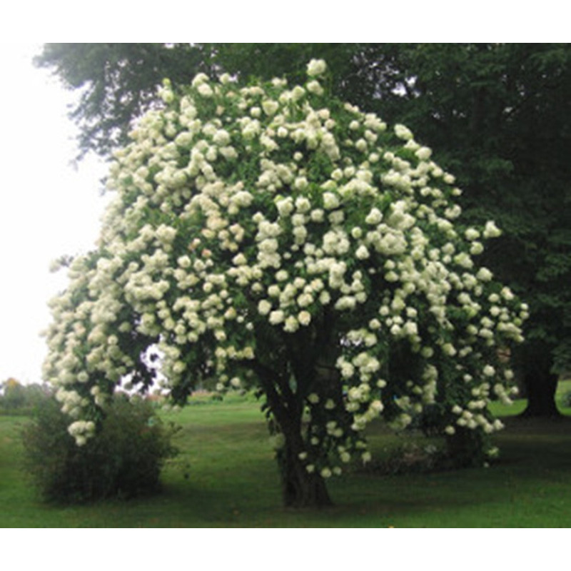 KALINA ŚLIWOLISTNA Viburnum prunifolium