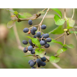 KALINA ŚLIWOLISTNA Viburnum prunifolium