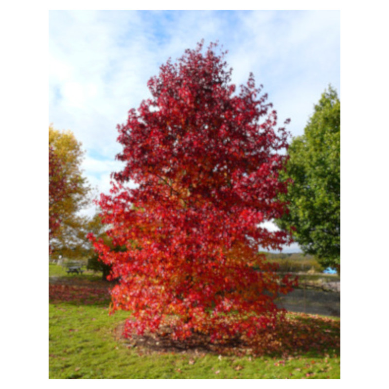 AMBROWIEC AMERYKAŃSKI Liquidambar styraciflua