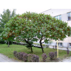 SUMAK OCTOWIEC Rhus thypina