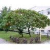 SUMAK OCTOWIEC Rhus thypina