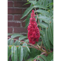 SUMAK OCTOWIEC Rhus thypina