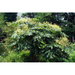 ARALIA CHIŃSKA Aralia chinensis