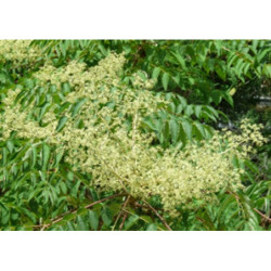 ARALIA CHIŃSKA Aralia chinensis