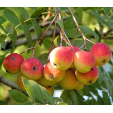 JARZĄB DOMOWY Sorbus domestica