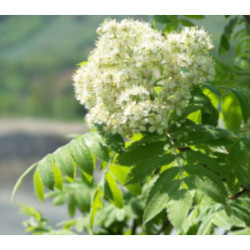 JARZĄB DOMOWY Sorbus domestica