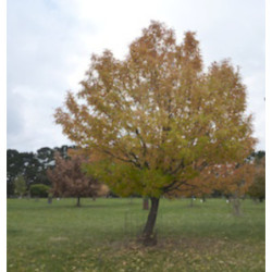 JARZĄB DOMOWY Sorbus domestica