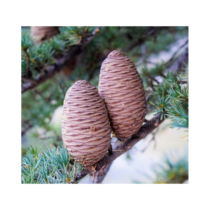 CEDR LIBAŃSKI Cedrus libani