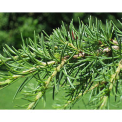 CEDR LIBAŃSKI Cedrus libani