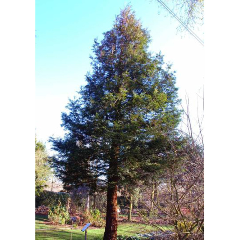 SEKWOJA ZAWSZEZIELONA Sequoia sempervirens