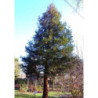 SEKWOJA ZAWSZEZIELONA Sequoia sempervirens