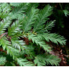 SEKWOJA ZAWSZEZIELONA Sequoia sempervirens