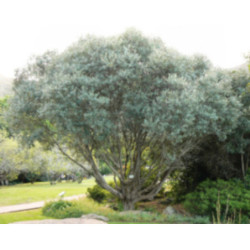 OLIWKA EUROPEJSKA Olea europea