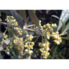 OLIWKA EUROPEJSKA Olea europea