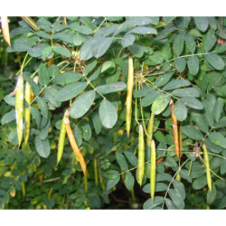 KARAGANA SYBERYJSKA Caragana arborescens