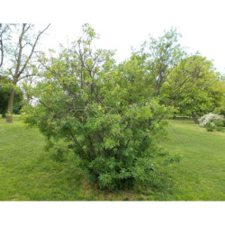 KARAGANA SYBERYJSKA Caragana arborescens