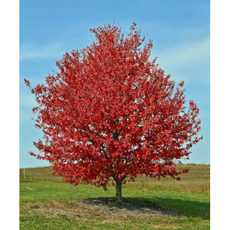 KLON CZERWONY Acer rubrum