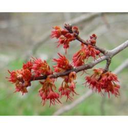 KLON CZERWONY Acer rubrum