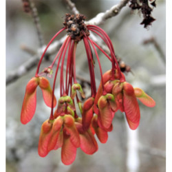 KLON CZERWONY Acer rubrum