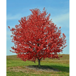 KLON CZERWONY Acer rubrum