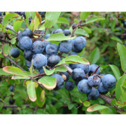 ŚLIWA TARNINA Prunus spinosa