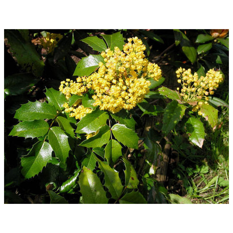 MAHONIA POSPOLITA Mahonia aquifolium