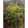 MAHONIA POSPOLITA Mahonia aquifolium