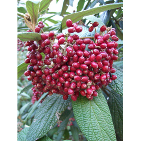 KALINA SZTYWNOLISTNA Viburnum rhytidophyllum