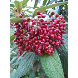 KALINA SZTYWNOLISTNA Viburnum rhytidophyllum