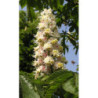 KASZTANOWIEC ZWYCZAJNY Aesculus hippocastanum