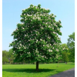 KASZTANOWIEC ZWYCZAJNY Aesculus hippocastanum