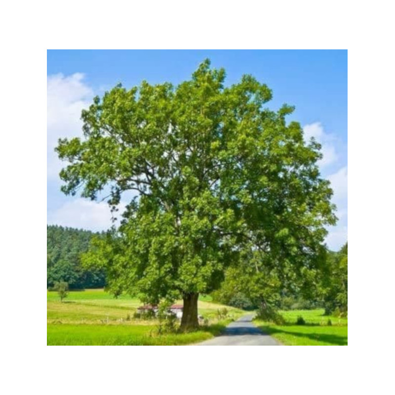 JESION WYNIOSŁY Fraxinus excelsior