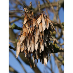 JESION WYNIOSŁY Fraxinus excelsior