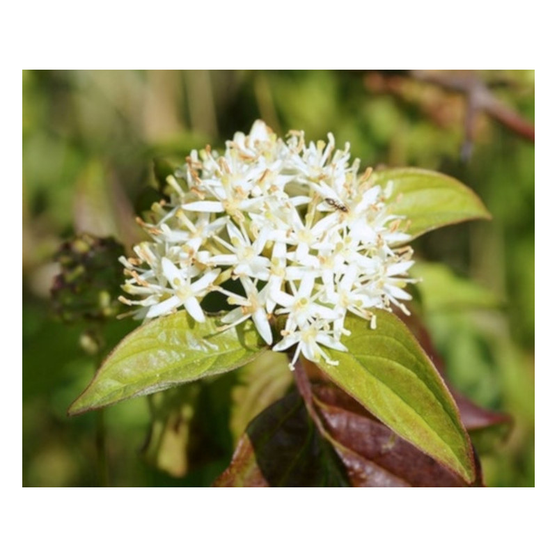 DEREŃ ŚWIDWA Cornus sanguinea