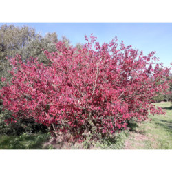 DEREŃ ŚWIDWA Cornus sanguinea